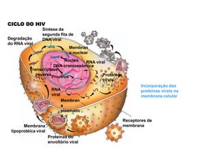 CICLO DO HIV
                 Síntese da
                 segunda fita de
Degradação       DNA viral
do RNA viral
                                 Membran
                                 a nuclear
                           Núcleo  RNA viral
                      DNA cromossômico
          Transcriptase
             reversa                      Proteínas
                     Provírus
                                          virais
                                                              Incorporação das
                       RNA                                    proteínas virais na
                       viral                                  membrana celular
                             Membran
                             a
                             plasmátic
                             a
                                                      Receptores de
       Membrana                                       membrana
 lipoprotéica viral
                      Proteínas do
                      envoltório viral
 