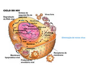 CICLO DO HIV
                 Síntese da
                 segunda fita de           Vírus livre
Degradação       DNA viral
do RNA viral
                                Membrana
                                 nuclear
                           Núcleo  RNA viral
                      DNA cromossômico
          Transcriptase
             reversa                      Proteínas
                     Provírus
                                          virais
                                                              Eliminação de novos vírus
                       RNA
                       viral
                             Membran
                             a
                             plasmátic
                             a
                                                      Receptores de
       Membrana                                       membrana
 lipoprotéica viral
                      Proteínas do
                      envoltório viral
 