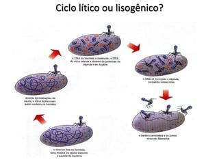 Ciclo lítico ou lisogênico?
 