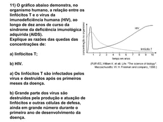 11) O gráfico abaixo demonstra, no
organismo humano, a relação entre os
linfócitos T e o vírus da
imunodeficiência humana (HIV), ao
longo de dez anos de curso da
síndrome da deficiência imunológica
adquirida (AIDS).
Explique as razões das quedas das
concentrações de:

a) linfócitos T;

b) HIV.

a) Os linfócitos T são infectados pelos
vírus e destruídos após os primeiros
meses da doença.

b) Grande parte dos vírus são
destruídos pela produção e atuação de
linfócitos e outras células de defesa,
ainda em grande número durante o
primeiro ano de desenvolvimento da
doença.
 
