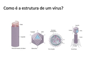 Como é a estrutura de um vírus?
 