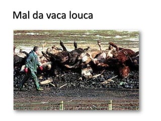 Mal da vaca louca
 