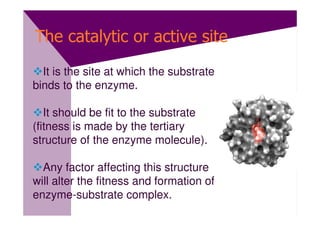 The catalytic or active site
  It is the site at which the substrate
binds to the enzyme.

   It should be fit to the substrate
(fitness is made by the tertiary
structure of the enzyme molecule).

  Any factor affecting this structure
will alter the fitness and formation of
enzyme-substrate complex.
 