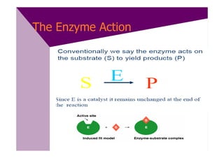 The Enzyme Action
 