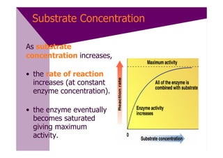 Substrate Concentration

As substrate
concentration increases,

• the rate of reaction
  increases (at constant
  enzyme concentration).

• the enzyme eventually
  becomes saturated
  giving maximum
  activity.
 
