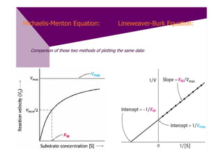 Michaelis-Menton Equation:                    Lineweaver-Burk Equation:



  Comparison of these two methods of plotting the same data:
 