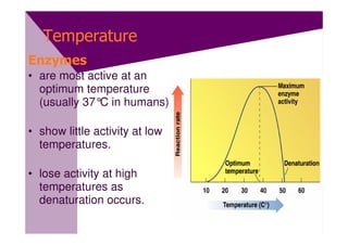 Temperature
Enzymes
• are most active at an
  optimum temperature
  (usually 37° in humans).
              C

• show little activity at low
  temperatures.

• lose activity at high
  temperatures as
  denaturation occurs.
 