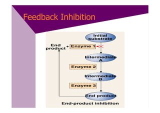 Feedback Inhibition
 