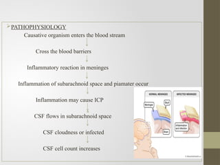 PATHOPHYSIOLOGY
Causative organism enters the blood stream
Cross the blood barriers
Inflammatory reaction in meninges
Inflammation of subarachnoid space and piamater occur
Inflammation may cause ICP
CSF flows in subarachnoid space
CSF cloudness or infected
CSF cell count increases
 