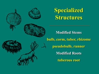 Specialized
Structures
Modified Stems
bulb, corm, tuber, rhizome
pseudobulb, runner
Modified Roots
tuberous root
 
