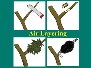 Air Layering
 