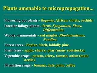 Plants amenable to micropropagation...
Flowering pot plants - Begonia, African violets, orchids
Interior foliage plants - ferns, Syngonium, Ficus,
Diffenbachia
Woody ornamentals - red maples, Rhododendrons,
Nandina
Forest trees - Poplar, birch, loblolly pine
Fruit trees - apple, cherry, pear (many rootstocks)
Vegetable crops - potato, celery, tomato, onion (male
sterile)
Plantation crops - banana, date palm, coffee
 