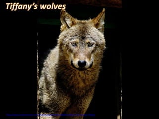 http://www.authorstream.com/Presentation/mireille30100-1643612-514-wolves-tiffany/
 