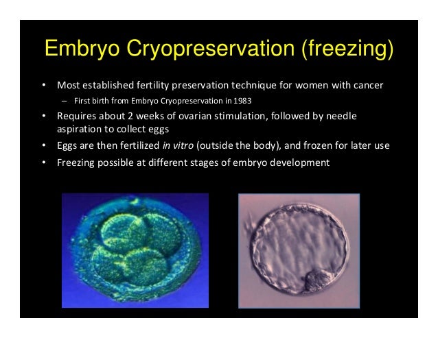 ivf retrieved eggs 4 Presentation: Children Having after Cancer SHARE