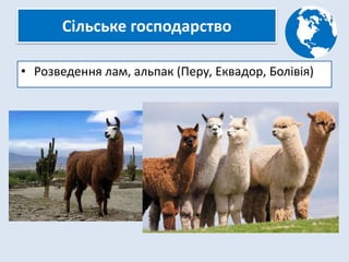 Сільське господарство
• Розведення лам, альпак (Перу, Еквадор, Болівія)
 