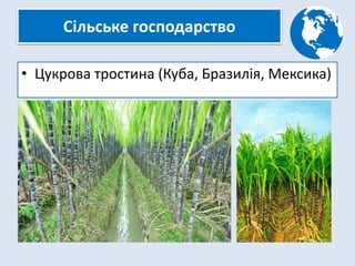 Сільське господарство
• Цукрова тростина (Куба, Бразилія, Мексика)
 