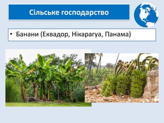 Сільське господарство
• Банани (Еквадор, Нікарагуа, Панама)
 