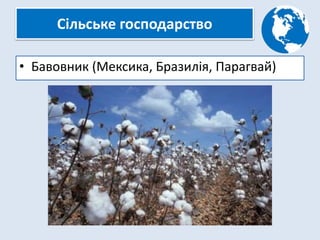 Сільське господарство
• Бавовник (Мексика, Бразилія, Парагвай)
 