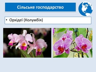 Сільське господарство
• Орхідеї (Колумбія)
 