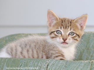 http://wp-imgs.blogspot.com/2014/02/kitten.html
 