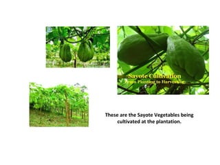 These are the Sayote Vegetables being
cultivated at the plantation.
 