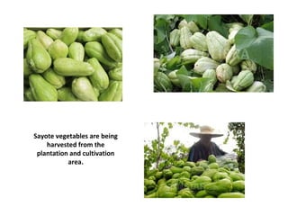 Sayote vegetables are being
harvested from the
plantation and cultivation
area.
 