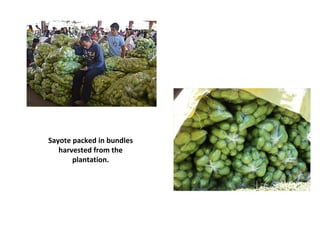 Sayote packed in bundles
harvested from the
plantation.
 