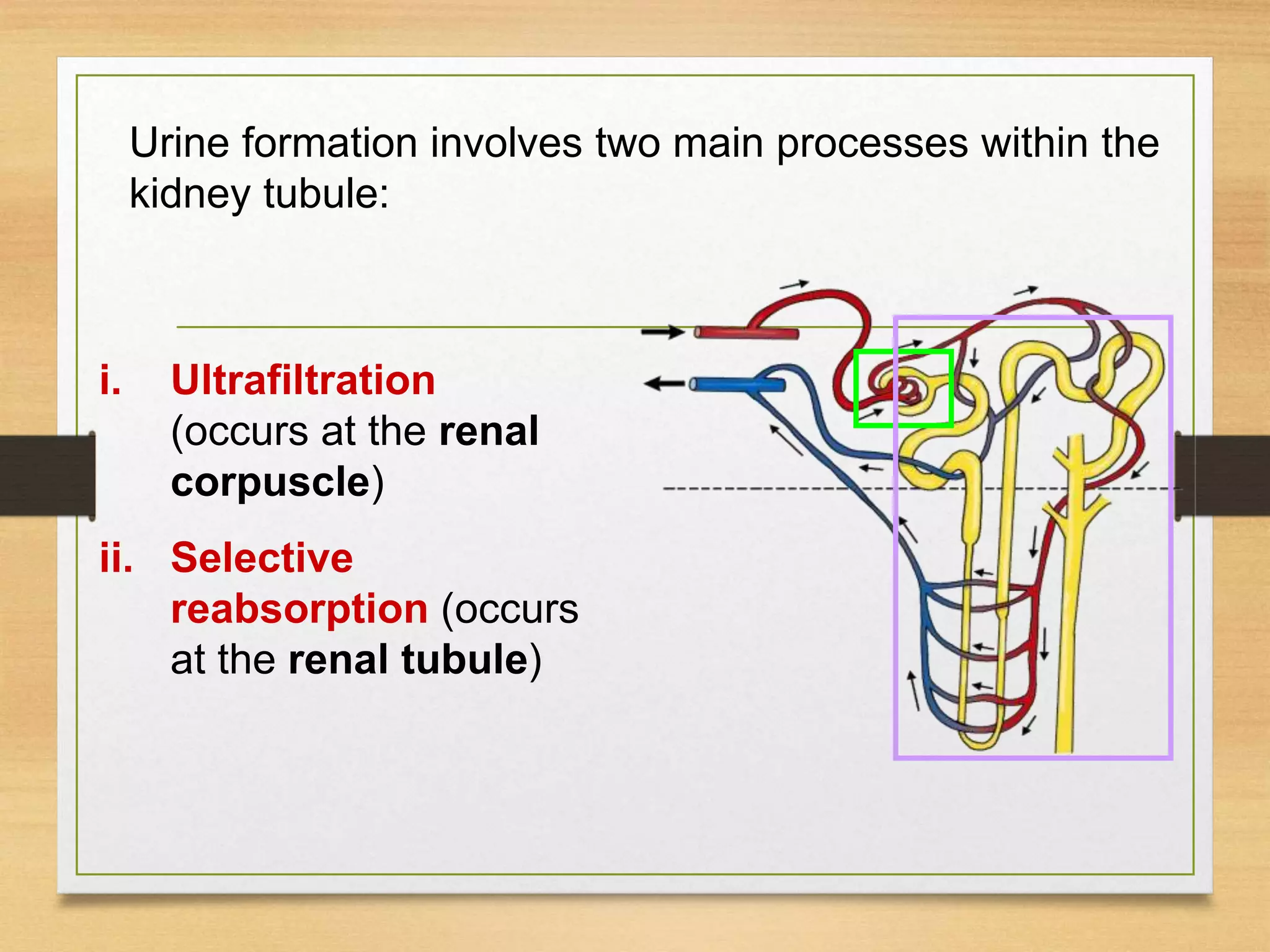 i. Ultrafiltration
(occurs at the renal
corpuscle)
ii. Selective
reabsorption (occurs
at the renal tubule)
Urine formation involves two main processes within the
kidney tubule:
 