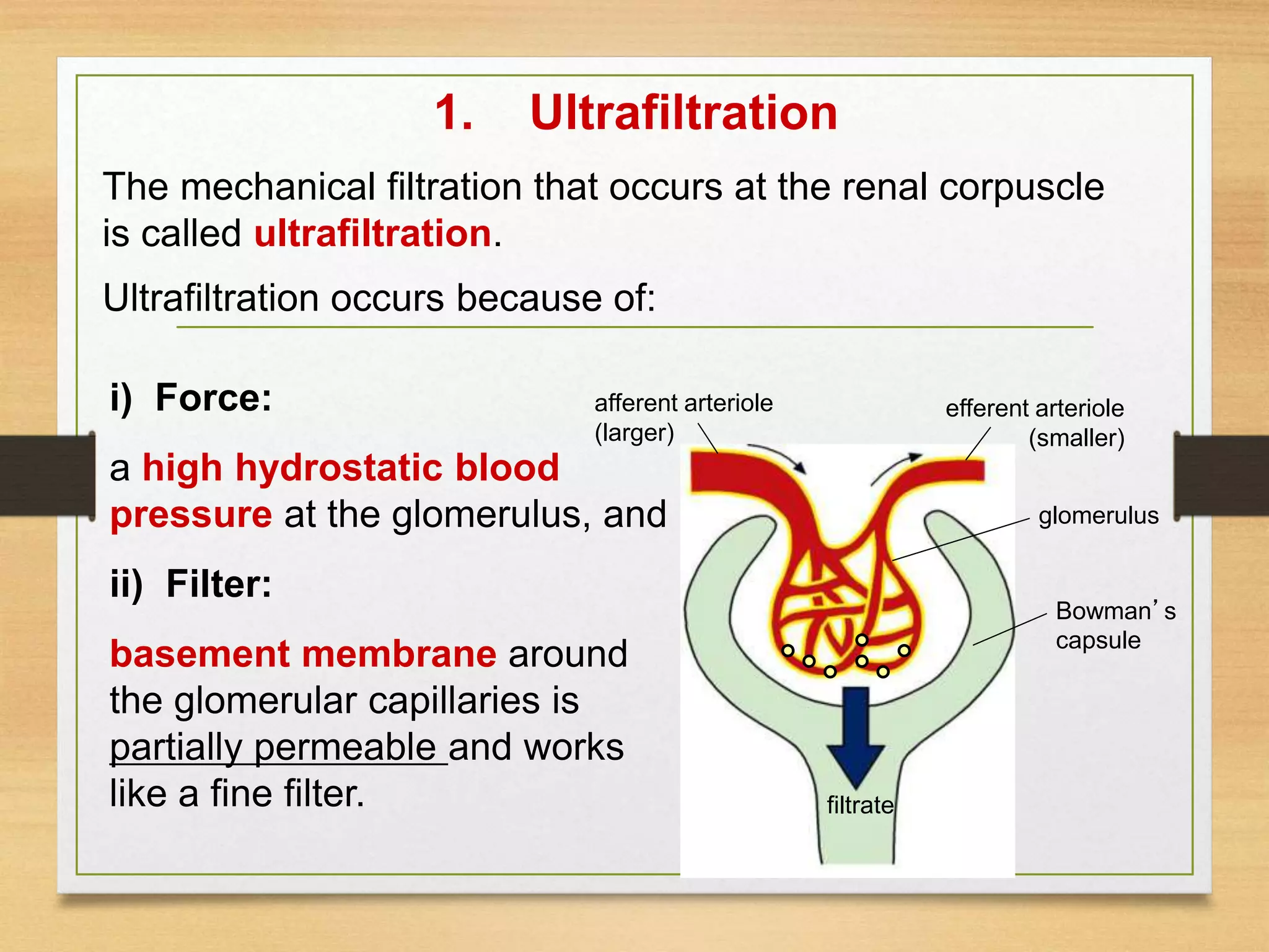 1. Ultrafiltration
i) Force:
a high hydrostatic blood
pressure at the glomerulus, and
ii) Filter:
basement membrane around
the glomerular capillaries is
partially permeable and works
like a fine filter.
afferent arteriole
(larger)
Bowman’s
capsule
glomerulus
efferent arteriole
(smaller)
filtrate
The mechanical filtration that occurs at the renal corpuscle
is called ultrafiltration.
Ultrafiltration occurs because of:
 