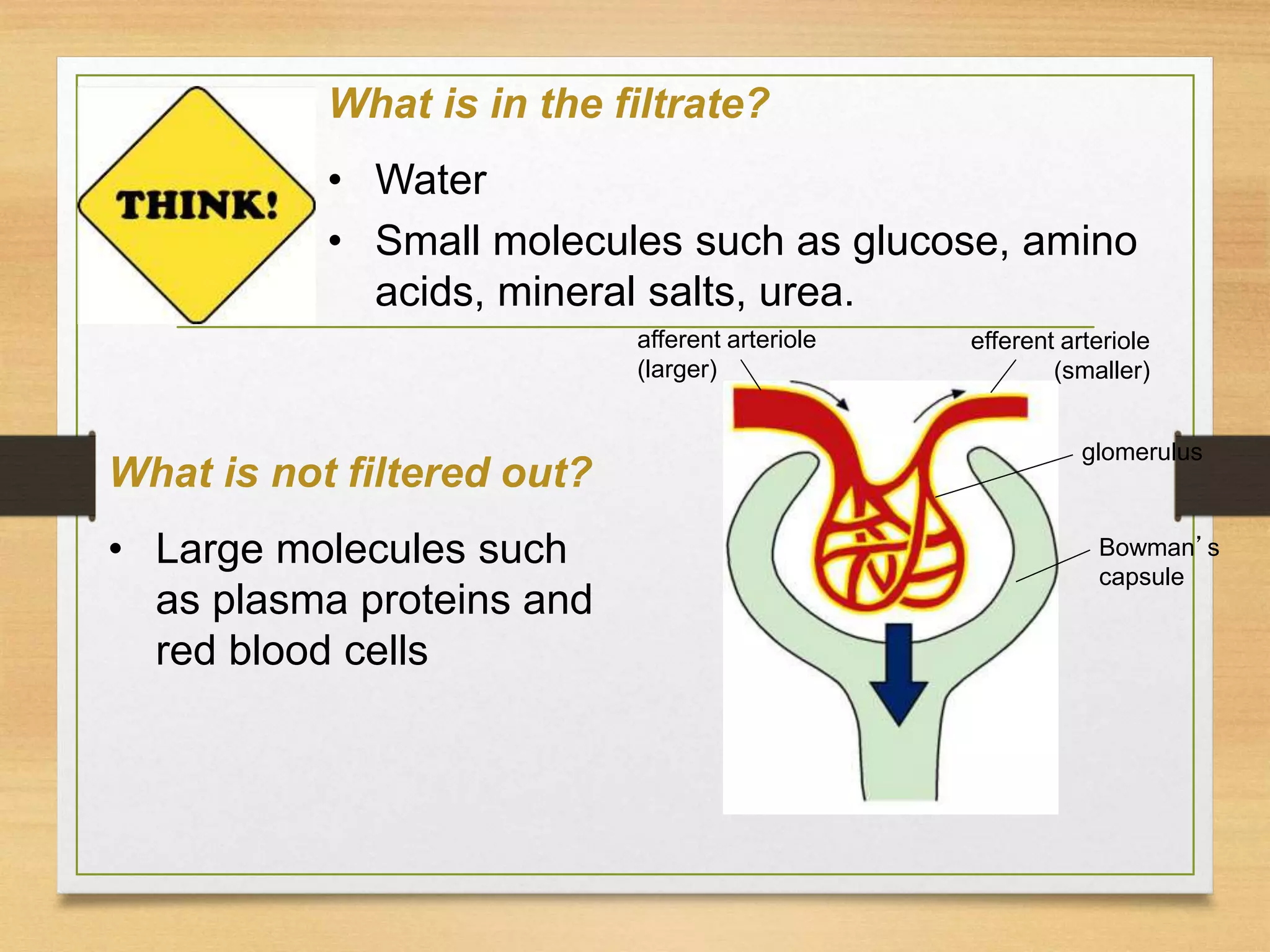 What is in the filtrate?
• Water
• Small molecules such as glucose, amino
acids, mineral salts, urea.
afferent arteriole
(larger)
Bowman’s
capsule
glomerulus
efferent arteriole
(smaller)
What is not filtered out?
• Large molecules such
as plasma proteins and
red blood cells
 