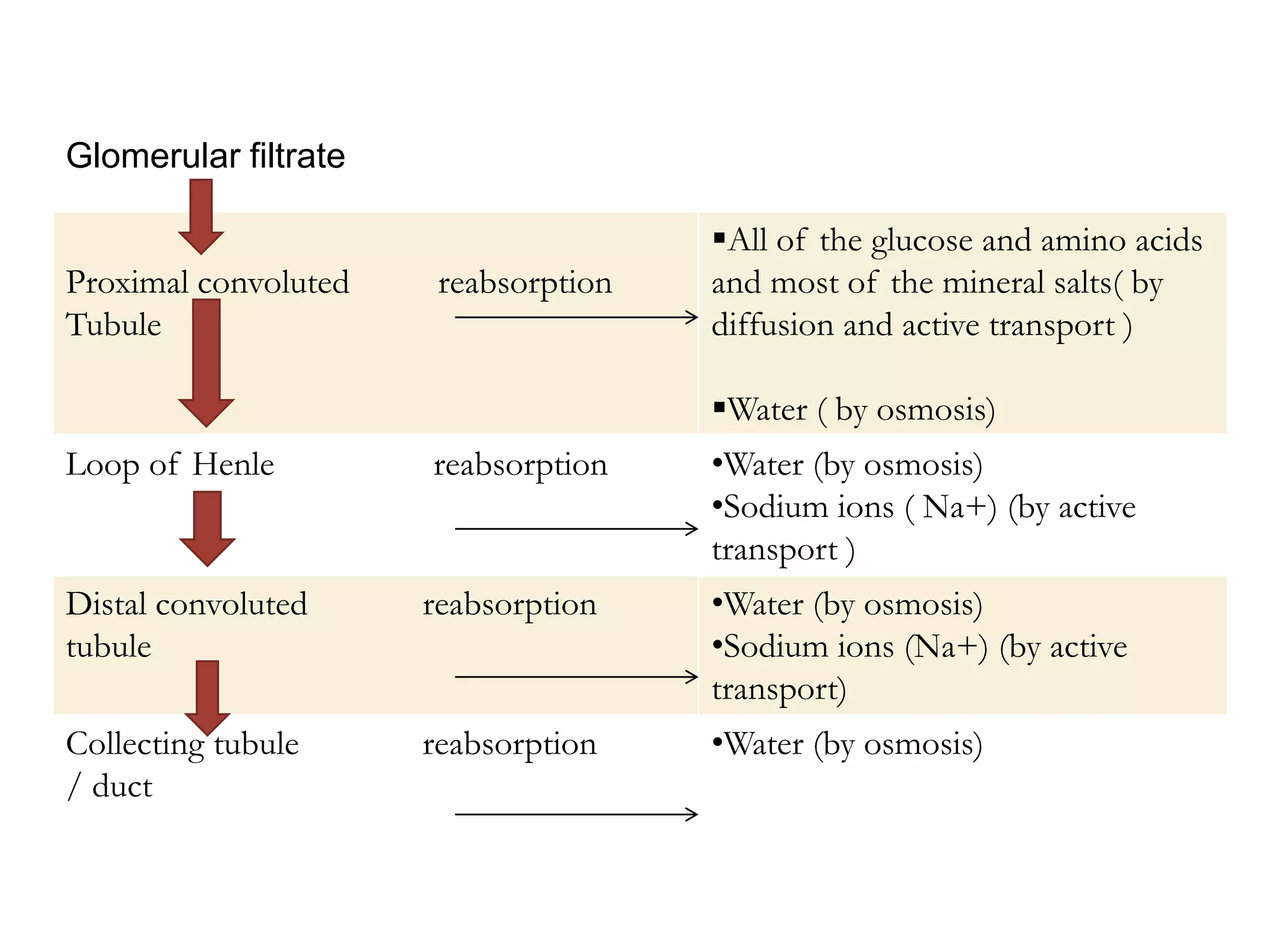 Proximal convoluted reabsorption
Tubule
All of the glucose and amino acids
and most of the mineral salts( by
diffusion and active transport )
Water ( by osmosis)
Loop of Henle reabsorption •Water (by osmosis)
•Sodium ions ( Na+) (by active
transport )
Distal convoluted reabsorption
tubule
•Water (by osmosis)
•Sodium ions (Na+) (by active
transport)
Collecting tubule reabsorption
/ duct
•Water (by osmosis)
Glomerular filtrate
 