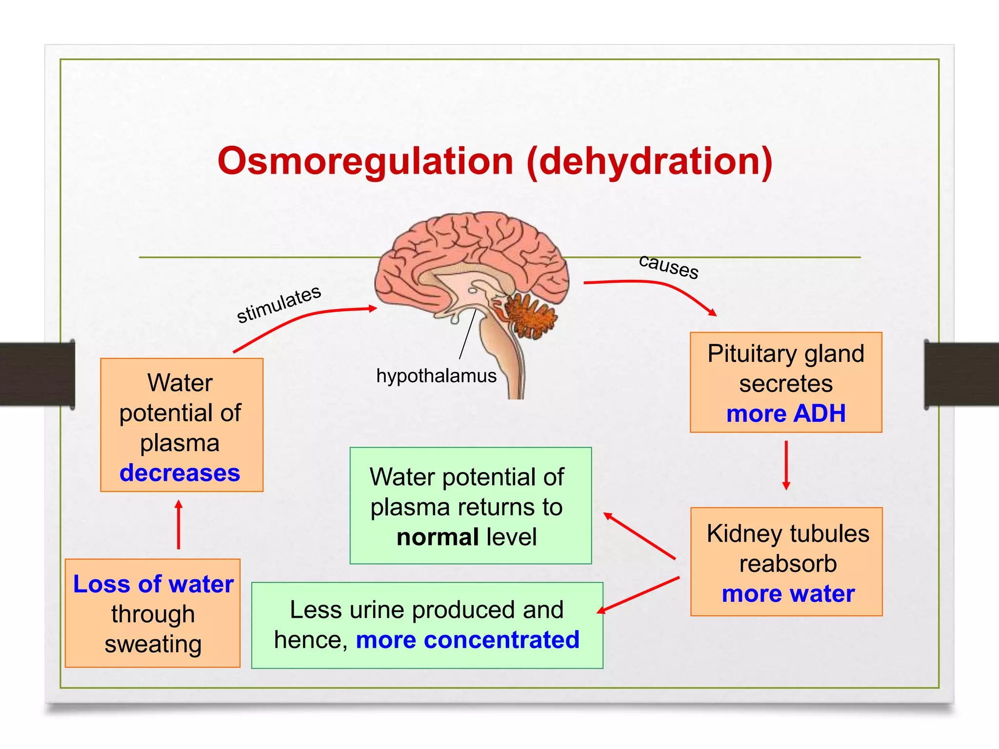 Loss of water
through
sweating
Pituitary gland
secretes
more ADH
Water
potential of
plasma
decreases
Kidney tubules
reabsorb
more water
Water potential of
plasma returns to
normal level
Osmoregulation (dehydration)
hypothalamus
Less urine produced and
hence, more concentrated
 