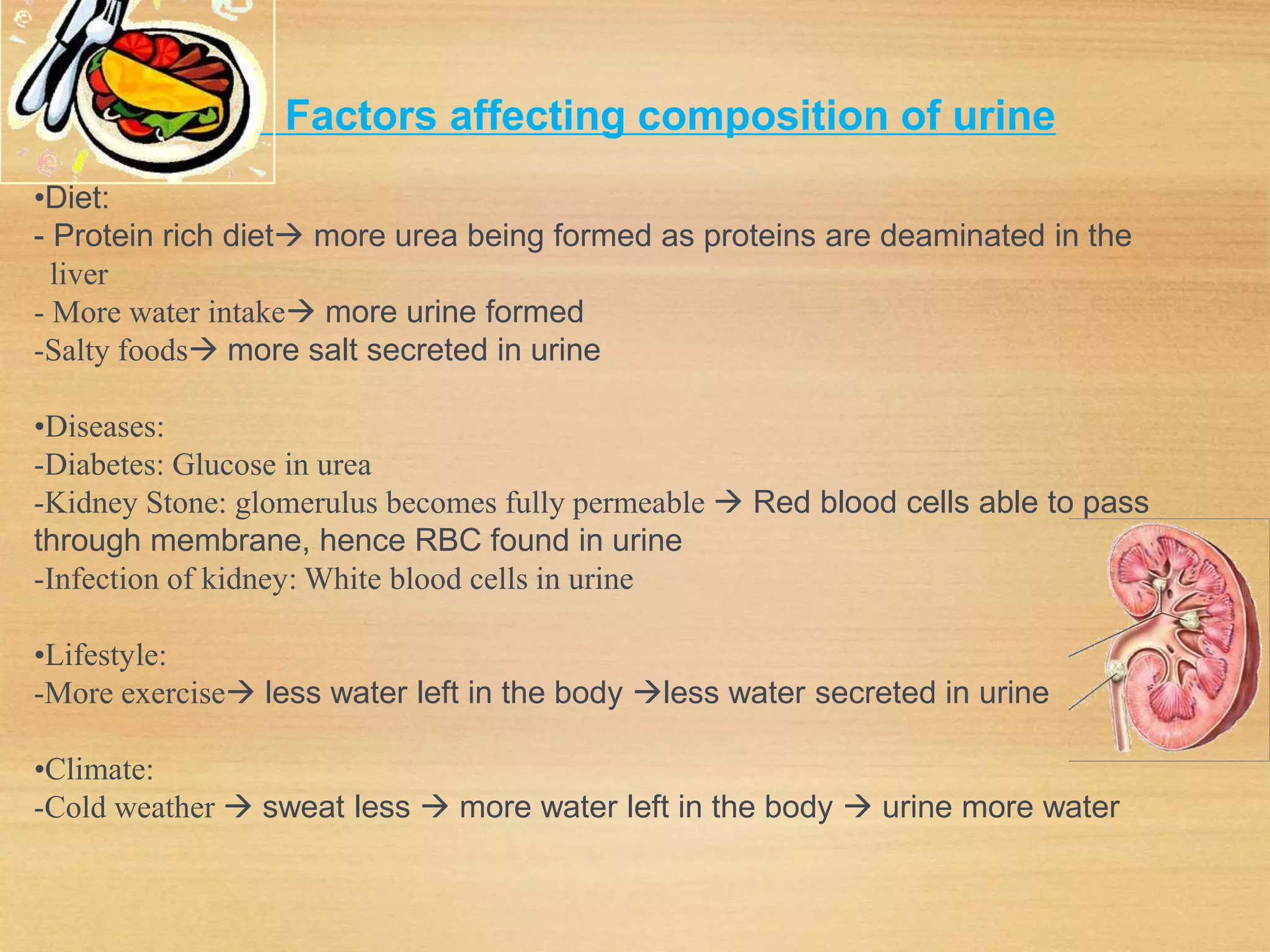 • Factors affecting composition of urine
•Diet:
- Protein rich diet more urea being formed as proteins are deaminated in the
liver
- More water intake more urine formed
-Salty foods more salt secreted in urine
•Diseases:
-Diabetes: Glucose in urea
-Kidney Stone: glomerulus becomes fully permeable  Red blood cells able to pass
through membrane, hence RBC found in urine
-Infection of kidney: White blood cells in urine
•Lifestyle:
-More exercise less water left in the body less water secreted in urine
•Climate:
-Cold weather  sweat less  more water left in the body  urine more water
 