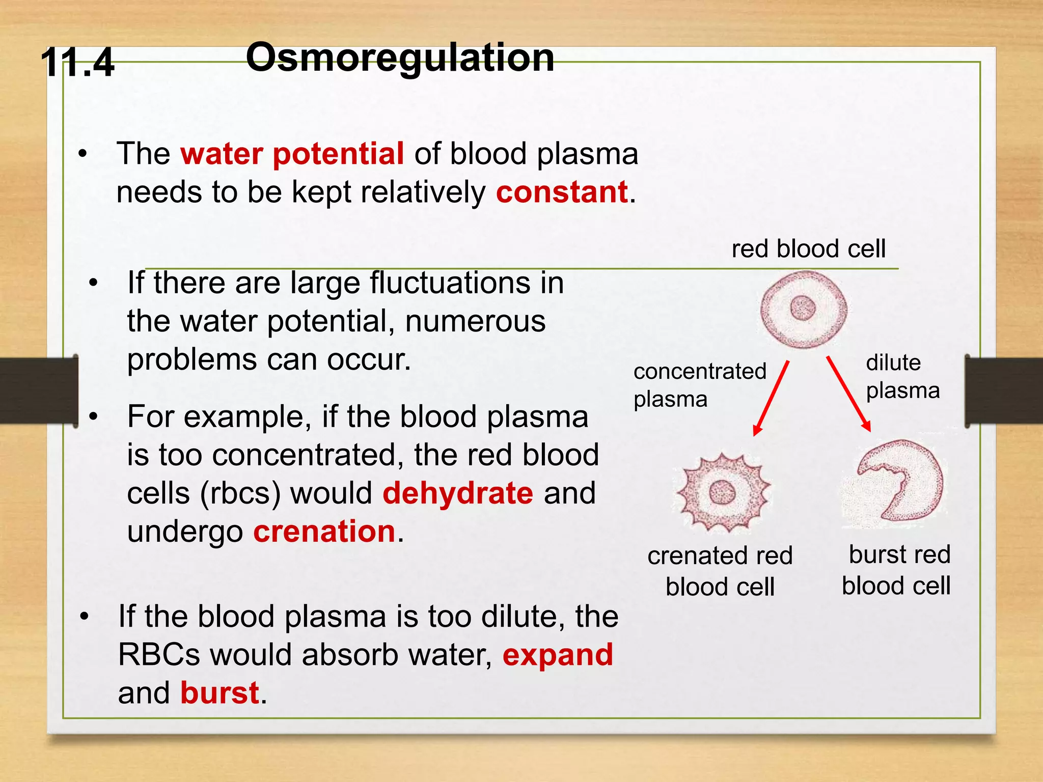 11.4
• The water potential of blood plasma
needs to be kept relatively constant.
red blood cell
dilute
plasma
concentrated
plasma
burst red
blood cell
crenated red
blood cell
• If there are large fluctuations in
the water potential, numerous
problems can occur.
• For example, if the blood plasma
is too concentrated, the red blood
cells (rbcs) would dehydrate and
undergo crenation.
• If the blood plasma is too dilute, the
RBCs would absorb water, expand
and burst.
Osmoregulation
 