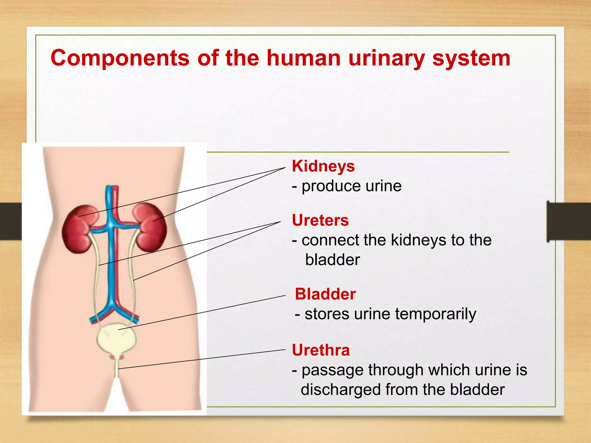 Kidneys
- produce urine
Ureters
- connect the kidneys to the
bladder
Bladder
- stores urine temporarily
Urethra
- passage through which urine is
discharged from the bladder
Components of the human urinary system
 