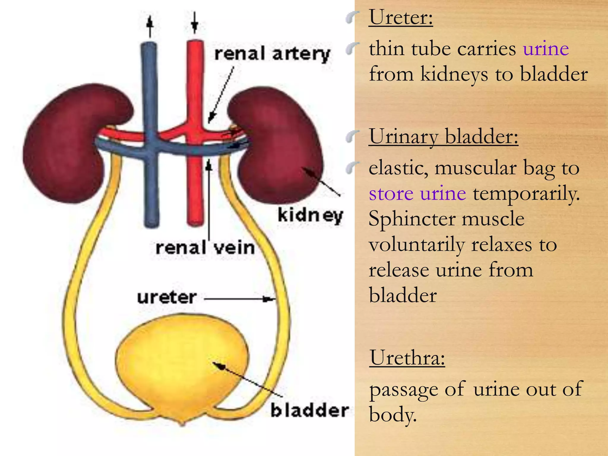 Ureter:
thin tube carries urine
from kidneys to bladder
Urinary bladder:
elastic, muscular bag to
store urine temporarily.
Sphincter muscle
voluntarily relaxes to
release urine from
bladder
Urethra:
passage of urine out of
body.
 