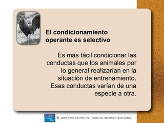 El condicionamiento
operante es selectivo
Es más fácil condicionar las
conductas que los animales por
lo general realizarían en la
situación de entrenamiento.
Esas conductas varían de una
especie a otra.
 
