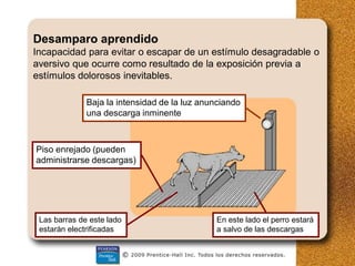Desamparo aprendido
Incapacidad para evitar o escapar de un estímulo desagradable o
aversivo que ocurre como resultado de la exposición previa a
estímulos dolorosos inevitables.
Baja la intensidad de la luz anunciando
una descarga inminente
Piso enrejado (pueden
administrarse descargas)
Las barras de este lado
estarán electrificadas
En este lado el perro estará
a salvo de las descargas
 