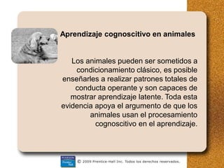 Aprendizaje cognoscitivo en animales
Los animales pueden ser sometidos a
condicionamiento clásico, es posible
enseñarles a realizar patrones totales de
conducta operante y son capaces de
mostrar aprendizaje latente. Toda esta
evidencia apoya el argumento de que los
animales usan el procesamiento
cognoscitivo en el aprendizaje.
 