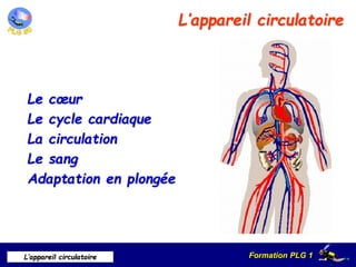 Formation PLG 1
L’appareil circulatoire
L’appareil circulatoire
Le cœur
Le cycle cardiaque
La circulation
Le sang
Adaptation en plongée
 