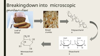 Breakingdown into microscopic
molecules
Loaf of
bread
Bread
crumbs
Polysaccharid
e
Disaccharid
e
Monosacchari
de
 