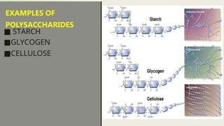 EXAMPLES OF
POLYSACCHARIDES
■ STARCH
■GLYCOGEN
■CELLULOSE
 