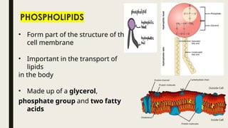 • Form part of the structure of the
cell membrane
• Important in the transport of
lipids
in the body
• Made up of a glycerol,
phosphate group and two fatty
acids
 