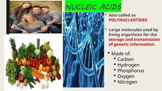  Also called as
POLYNUCLEOTIDES
 Large molecules used by
living organisms for the
storage and transmission
of genetic information.
 Made of:
 Carbon
 Hydrogen
 Phosphorus
 Oxygen
 Nitrogen
 