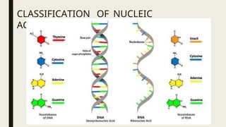 CLASSIFICATION OF NUCLEIC
ACIDS
 
