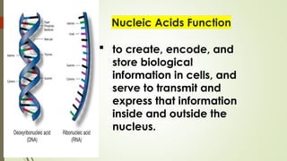  to create, encode, and
store biological
information in cells, and
serve to transmit and
express that information
inside and outside the
nucleus.
 