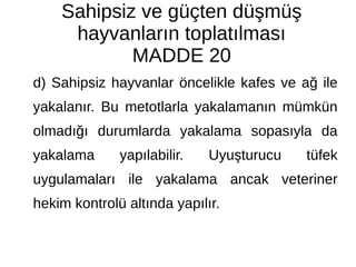 Sahipsiz ve güçten düşmüş
hayvanların toplatılması
MADDE 20
d) Sahipsiz hayvanlar öncelikle kafes ve ağ ile
yakalanır. Bu metotlarla yakalamanın mümkün
olmadığı durumlarda yakalama sopasıyla da
yakalama yapılabilir. Uyuşturucu tüfek
uygulamaları ile yakalama ancak veteriner
hekim kontrolü altında yapılır.
 