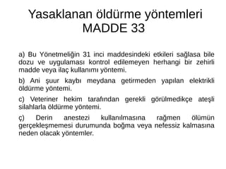 Yasaklanan öldürme yöntemleri
MADDE 33
a) Bu Yönetmeliğin 31 inci maddesindeki etkileri sağlasa bile
dozu ve uygulaması kontrol edilemeyen herhangi bir zehirli
madde veya ilaç kullanımı yöntemi.
b) Ani şuur kaybı meydana getirmeden yapılan elektrikli
öldürme yöntemi.
c) Veteriner hekim tarafından gerekli görülmedikçe ateşli
silahlarla öldürme yöntemi.
ç) Derin anestezi kullanılmasına rağmen ölümün
gerçekleşmemesi durumunda boğma veya nefessiz kalmasına
neden olacak yöntemler.
 