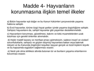 Madde 4- Hayvanların
korunmasına ilişkin temel ilkeler
a) Bütün hayvanlar eşit doğar ve bu Kanun hükümleri çerçevesinde yaşama
hakkına sahiptir.
b) Evcil hayvanlar, türüne özgü hayat şartları içinde yaşama özgürlüğüne sahiptir.
Sahipsiz hayvanların da, sahipli hayvanlar gibi yaşamları desteklenmelidir.
c) Hayvanların korunması, gözetilmesi, bakımı ve kötü muamelelerden uzak
tutulması için gerekli önlemler alınmalıdır.
d) Hiçbir maddî kazanç ve menfaat amacı gütmeksizin, sadece insanî ve vicdanî
sorumluluklarla, sahipsiz ve güçten düşmüş hayvanlara bakan veya bakmak
isteyen ve bu Kanunda öngörülen koşulları taşıyan gerçek ve tüzel kişilerin teşviki
ve bu kapsamda eşgüdüm sağlanması esastır.
e) Nesli yok olma tehlikesi altında bulunan tür ve bunların yaşama ortamlarının
korunması esastır.
 