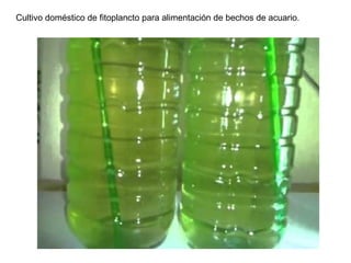 Cultivo doméstico de fitoplancto para alimentación de bechos de acuario.
 